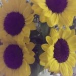 今週の医院に飾る花
