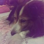 僕を支えてくれた愛犬。