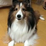 愛犬の死が伝えたもの